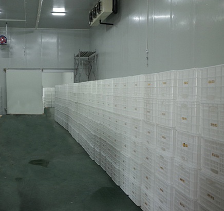 安徽六安市金寨縣3000平方米獼猴桃冷庫(kù)